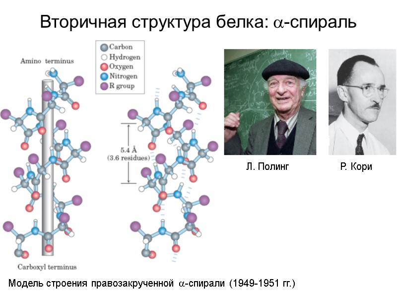Вторичная структура белка: -спираль Модель строения правозакрученной -спирали (1949-1951 гг.) Л. Полинг Р. Кори
